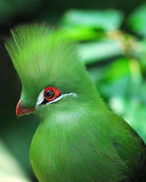 Flying Jewels, God`s Awesome & Gorgeous Creation. — Guinea Turaco