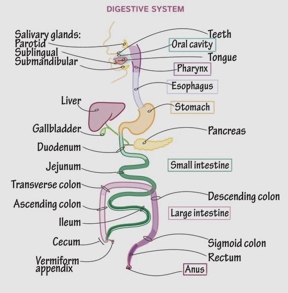 digestive system on Tumblr