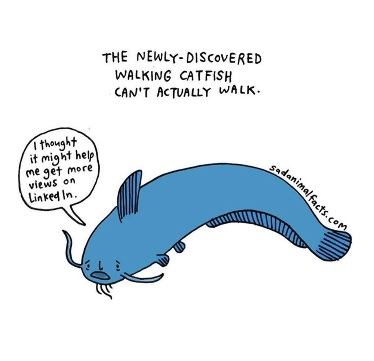 sadanimalfacts:" I’ve got some bad news about walking catfish. 