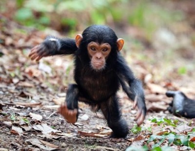 Image result for baby monkeys