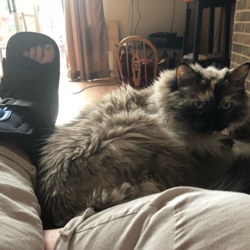 <p>She always told always care of me… when I’m sick or sad, and now for the first time ever, a broken bone. #catsofinstagram</p>