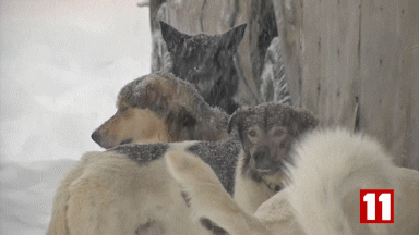 giffinggif