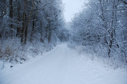 winter covers snowflakes country road