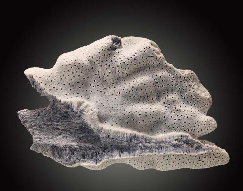 Minerals, Crystals & Fossils - Aragonite in the form of a Fossil Coral,...