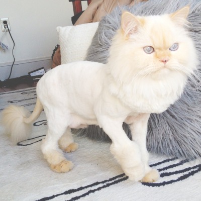 Katt Katt Ragdoll Cat With A Lion Cut