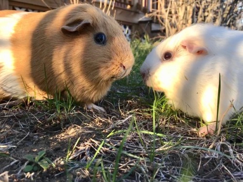 adventuringbeans:The pigs got to go outside and eat grass for...