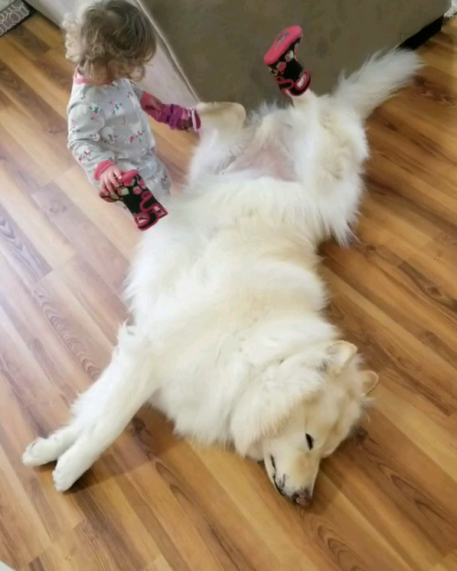 awwww-cute:My daughter playing dress up with the best damn dog...