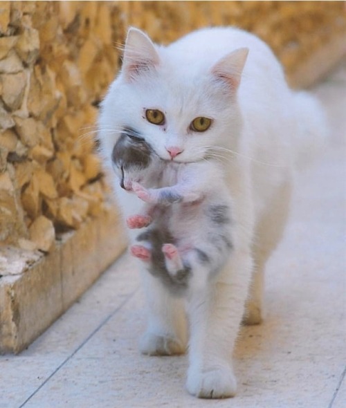 simplycute
