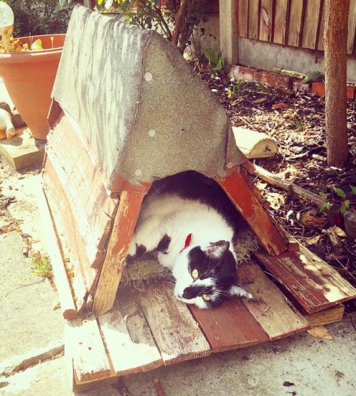 My Puddy #Molly just chilling in her Tipi, such a diva...