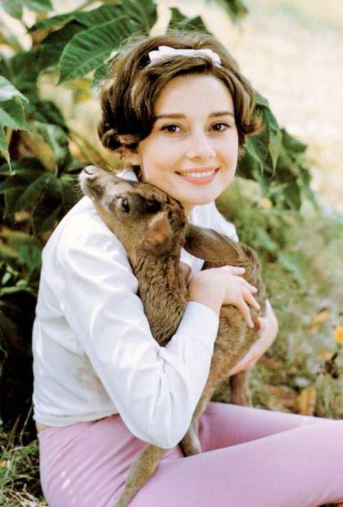 allthingsaudreyhepburn:Audrey with her pet Fawn.