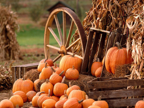 chillypepperhothothot:autumn pumpkins by alkaye on Flickr.