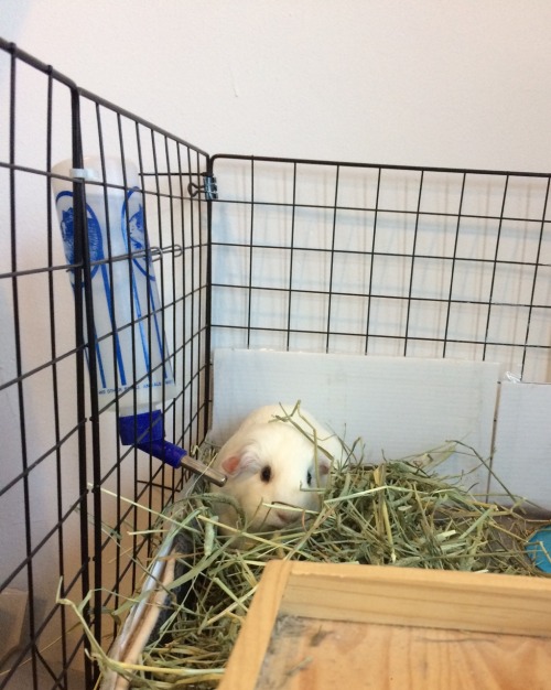 Rosie likes to immerse herself in the art of eating hay