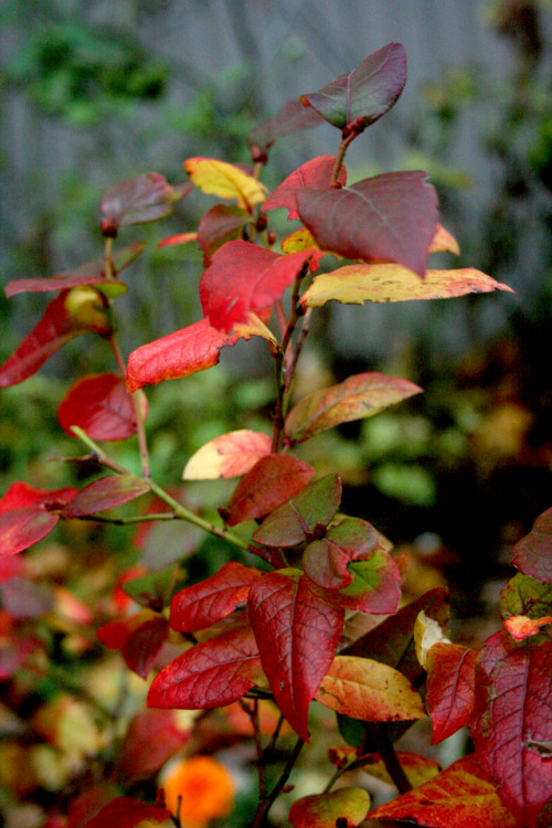 twilightsolo-photography:Blueberry Bush in...