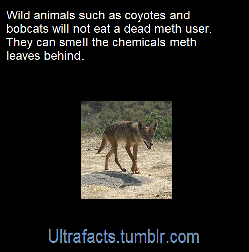 ultrafacts:Source: [x]Follow Ultrafacts for more facts!