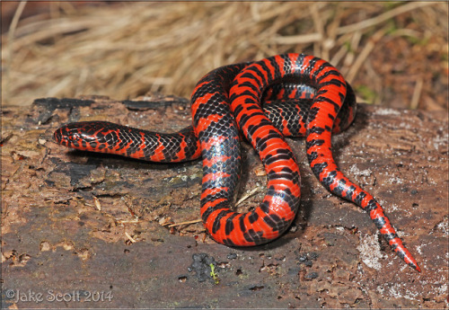 lovingexotics: Eastern Mud Snake Farancia A. Abacura ...