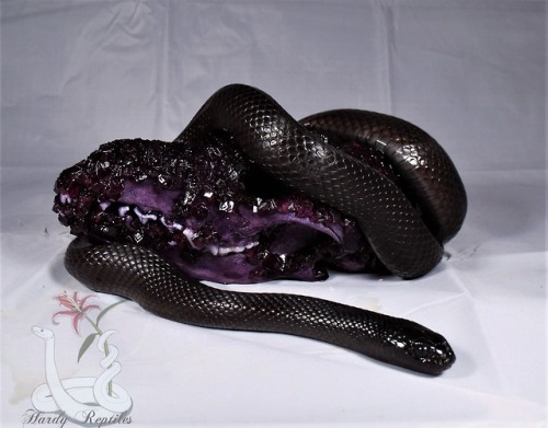 i-m-snek:Grape and licorice~