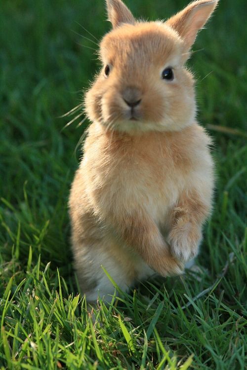 bunnies bunny holland lop loppies lop cute animals farmcore cottagecore grandmacore uploads