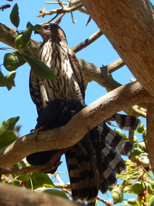 Bird friends from today.  From top, juvenile Cooper’s Hawk with...