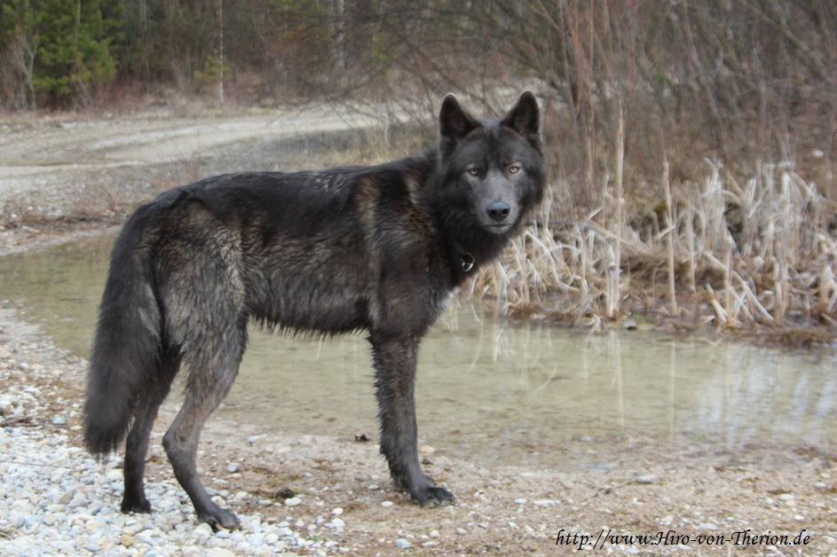 30 Wolf Dog Photos That Look Like Wolves | FallinPets