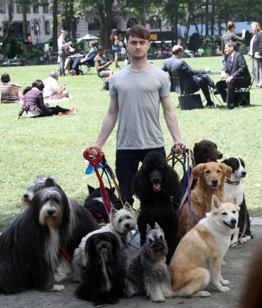 Why Daniel Radcliffe is walking so many dogs... Literary