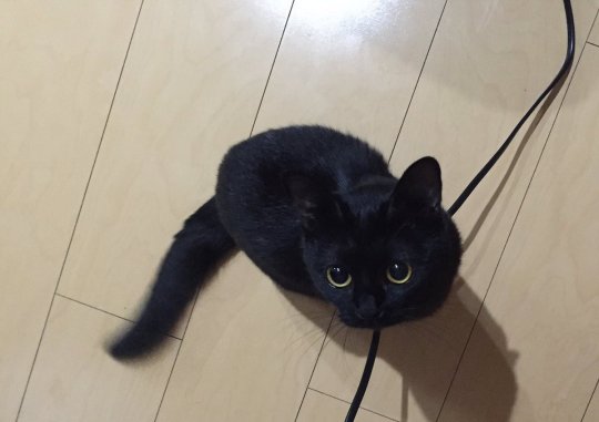 This has to be the cutest black cat ever.