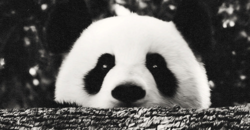 Capas Pandas Tumblr