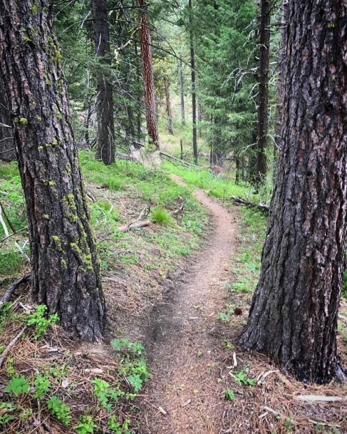 steepravine:Found a new local favorite trail yesterday!