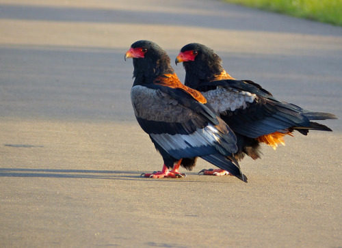 bateleur Bateleur des savanes Terathopius ecaudatus Accipitridae Accipitriformes Terathopius rapaces oiseaux birds aves bateleurs ecaudatus rapace diurne Gaukler Falco giocoliere couple bateleur des savanes águila volatinera ¤ Bernard DUPONT Fl