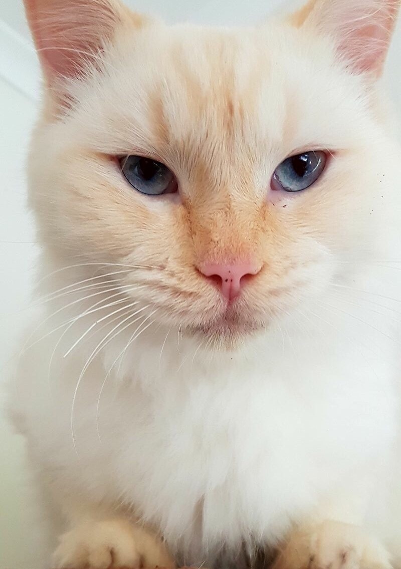 A Little Stardust In Your Eyes Simba Flame Point Ragdoll Xx