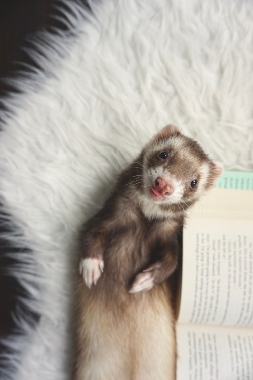 the-book-ferret:How Diggle feels about Thursday because it’s...