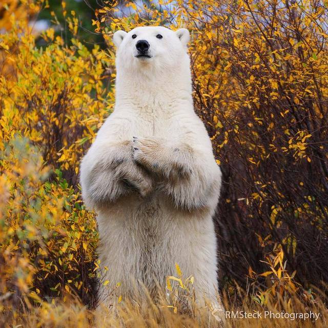 Wildlife Animals & Nature — . Polar Bears in Manitoba Photo by...