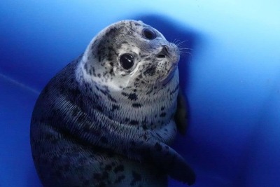 chonky seal amazon