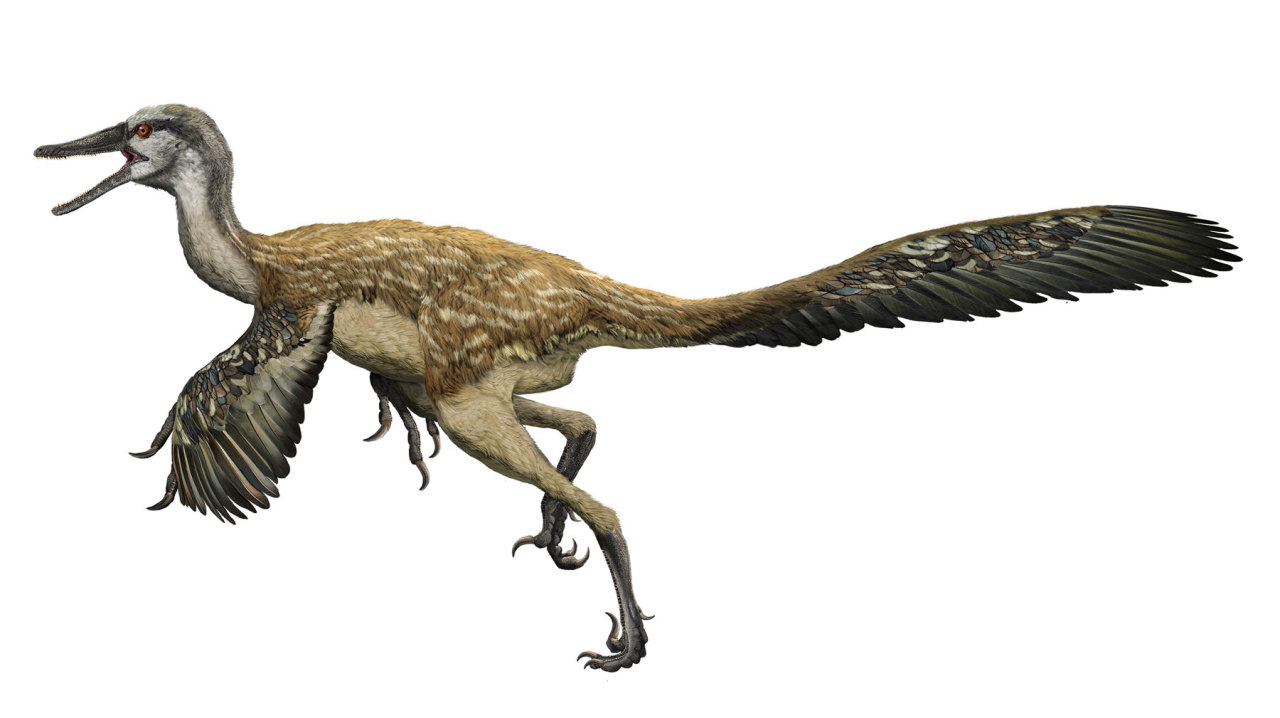 small feathered dinosaur