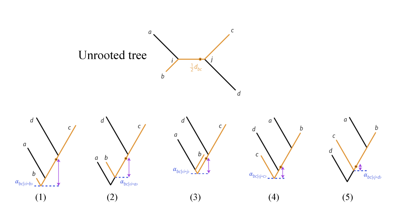 how to root an unrooted phylogenetic tree