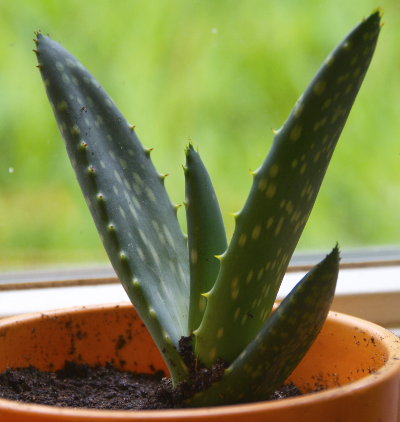 plantsexual plantsexual