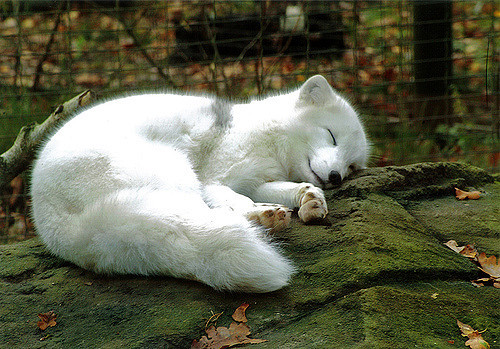 everythingfox:Shine Bright Like an Arctic FoxPhoto byftcb