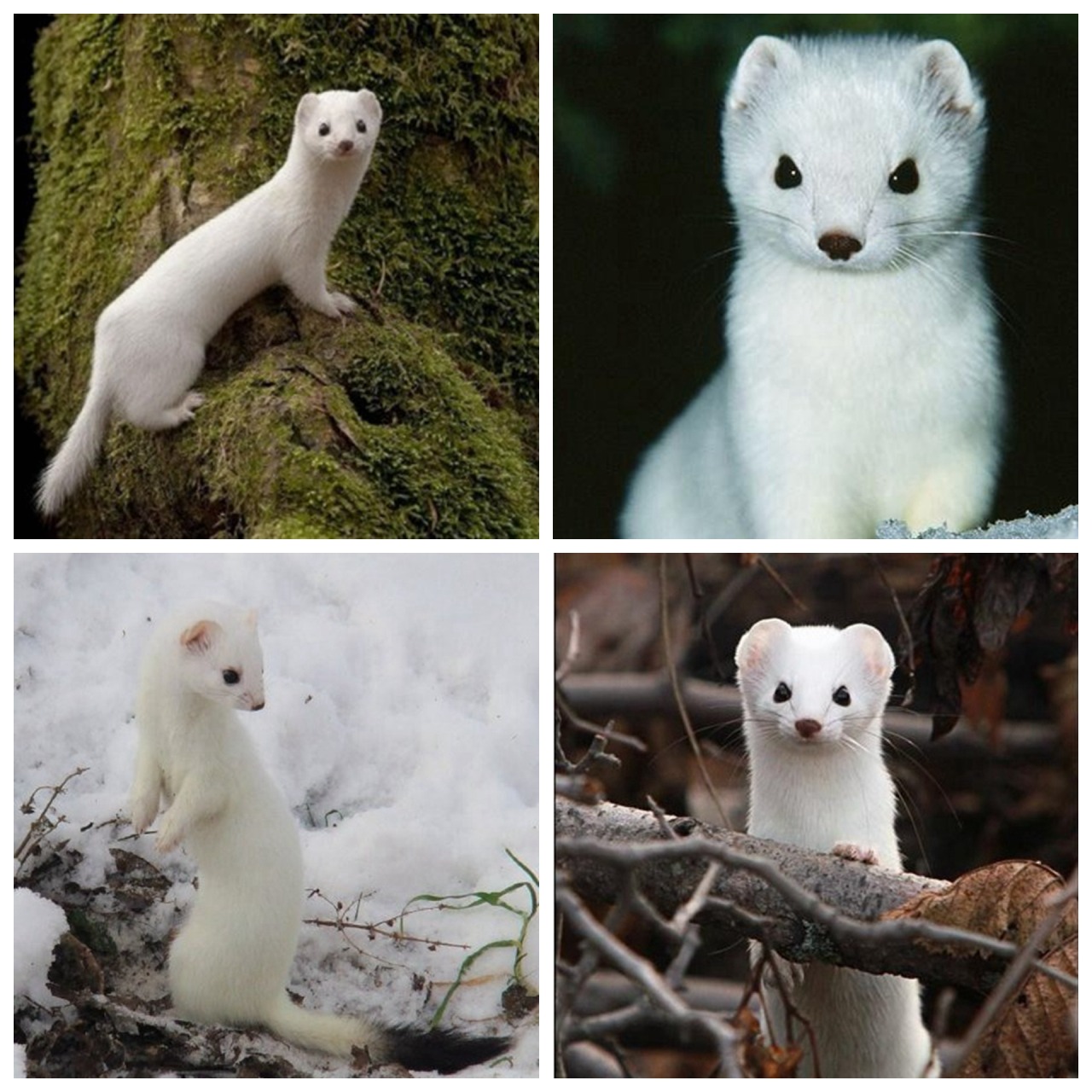 The least weasel (Mustela nivalis) and the stoat... - spirit-wq@de