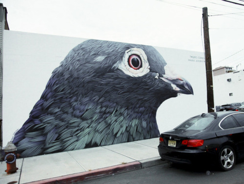 nevver:The Bird on the Street