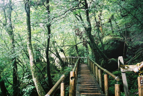 ingelnook: 屋久島 (Yakushima) 12 by Peter Enyeart Via...