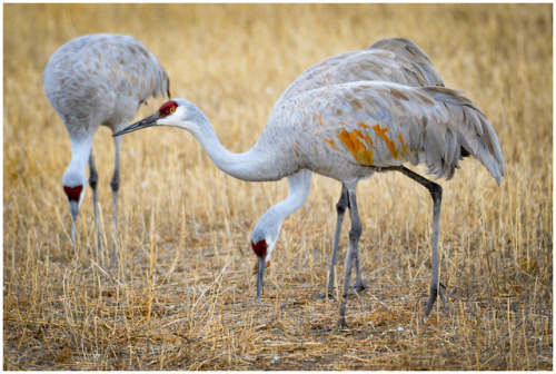 fatchance:Sandhill cranes (Antigone canadensis), at Bosque del...