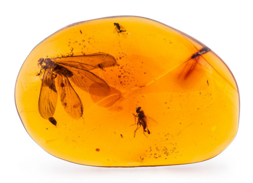 bijoux-et-mineraux:Amber with Insects (Hymenaea Protera,...