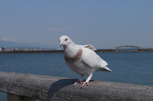 town-birds:カワラバト(ドバト)　Rock DoveTown Birds ～ 街の鳥 ArchiveTown...