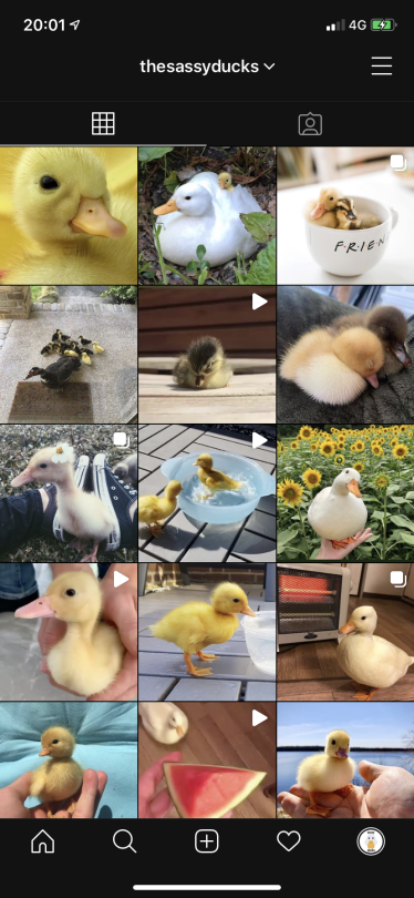 We are also on Instagram. Follow our page here (if you don’t already) 🐥🐥