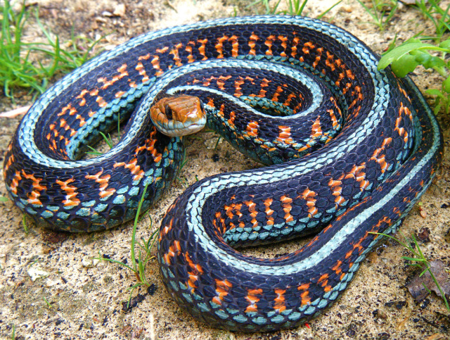 Let's Go Wild — California Red-sided Garter Snake, Thamnophis...