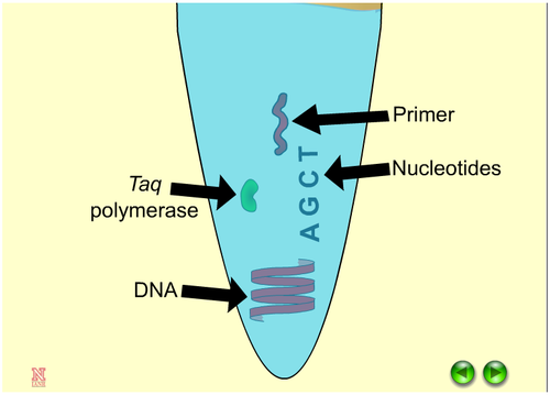 wiley animation dna replication
