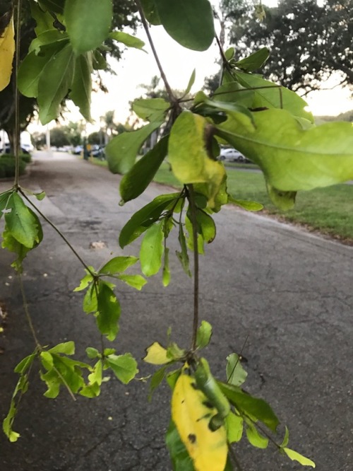 thejonymyster:leaning in to kiss a tree