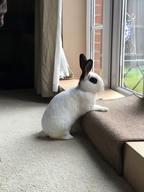 oreo-macaroon-bunnies:Oreo is little model