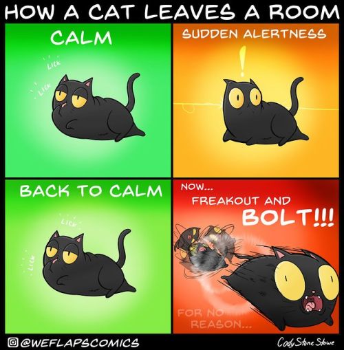 catsbeaversandducks