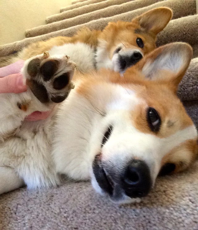 Stubbie 'stu' The Corgi : Lazy Corgis Chilling On The Stairs! Stu: ‘hi