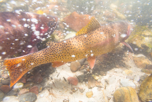 emerald-of-the-eight:Spawning Yellowstone cutthroat trout...